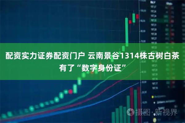 配资实力证券配资门户 云南景谷1314株古树白茶有了“数字身份证”